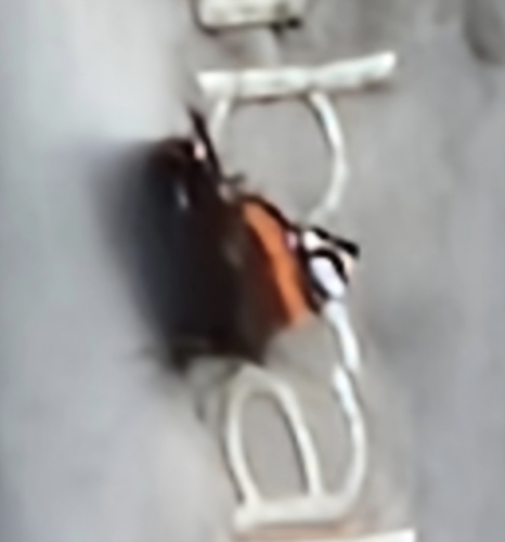Red Admiral