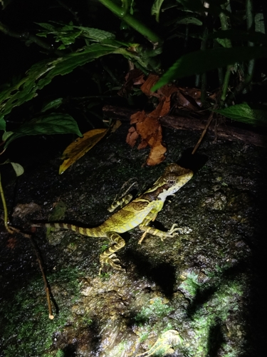Gonocephalus grandis observed 2026-10-05