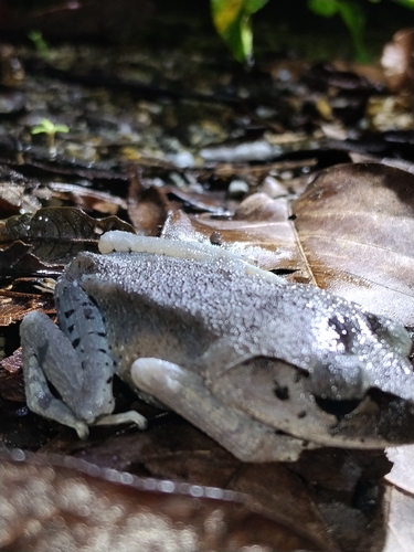 Leptobrachium hendricksoni observed 2026-10-06