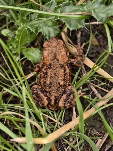 European Toad