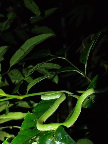 Trimeresurus hageni, 2026-10-06
