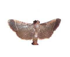 Hypsopygia amoenalis
