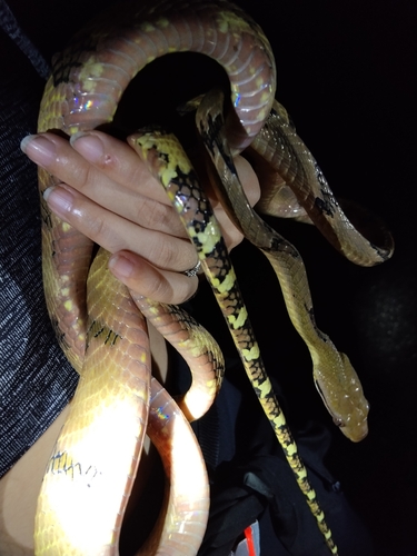 Boiga cynodon observed 2026-10-06