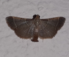 Hypsopygia amoenalis