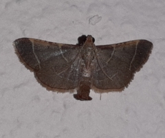 Hypsopygia amoenalis