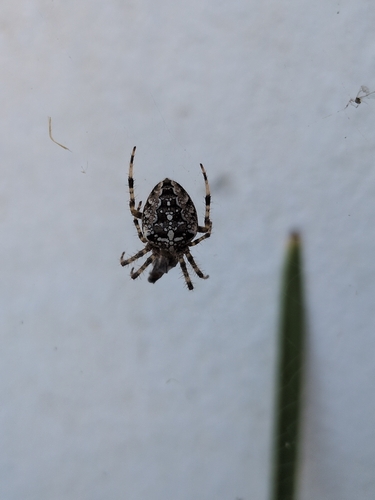 Cross Orbweaver