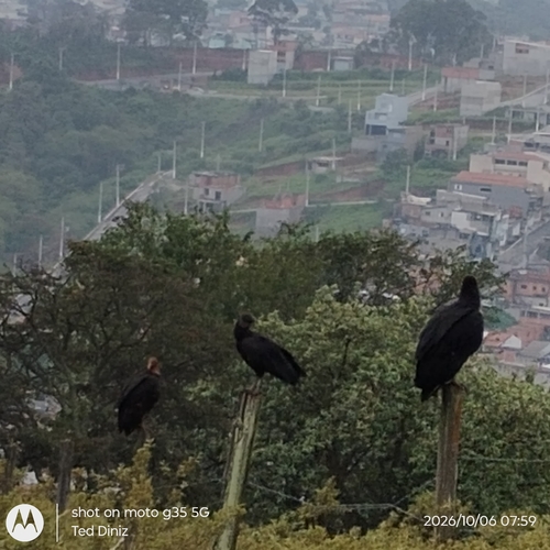 Black Vulture