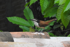 Campylorhynchus chiapensis