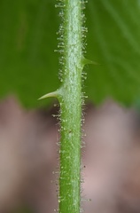 Rubus pubescens