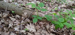 Rubus pubescens