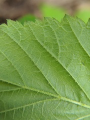 Rubus pubescens