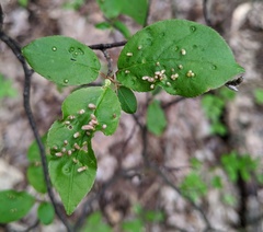 Eriophyes emarginatae