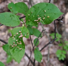 Eriophyes emarginatae