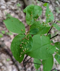 Eriophyes emarginatae