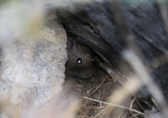 Microtus californicus