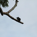 Pied Puffbird (Lesser) - Photo (c) Andrés León-Reyes, some rights reserved (CC BY-NC), uploaded by Andrés León-Reyes