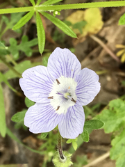Nemophila menziesii menziesii