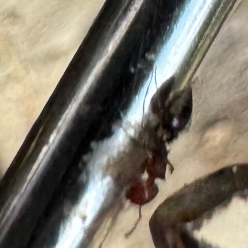 Mediterranean Acrobat Ant