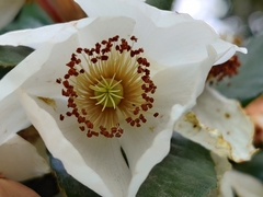 Eucryphia cordifolia