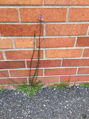 Nuttallanthus canadensis