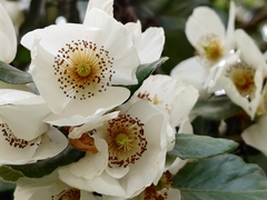 Eucryphia cordifolia