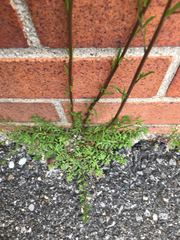 Nuttallanthus canadensis