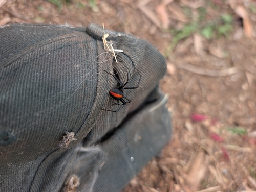 Redback Spider