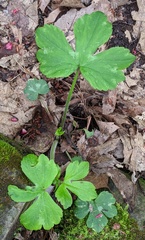 Ranunculus recurvatus