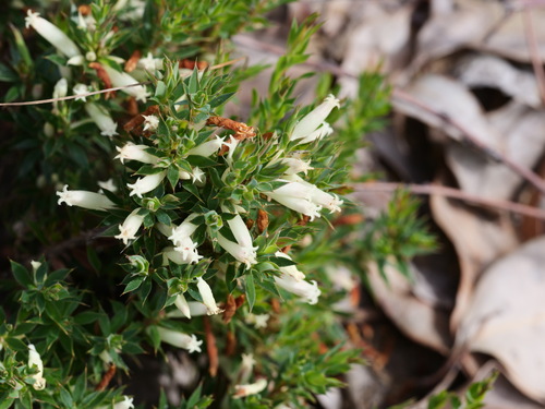 Styphelia pallida observed 2026-10-06