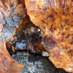 Polyporus nigrocristatus