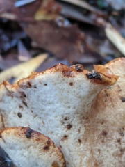 Polyporus nigrocristatus