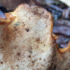 Polyporus nigrocristatus
