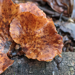 Polyporus nigrocristatus