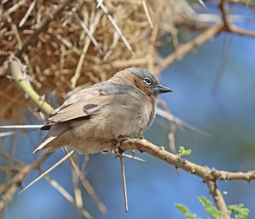 iNaturalist image