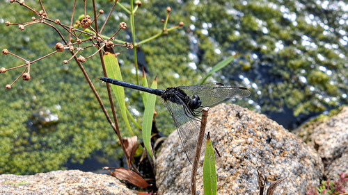 Black Percher