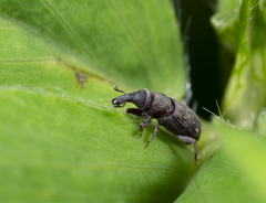 Dryophthorus americanus