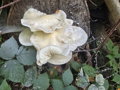 porcelain mushroom