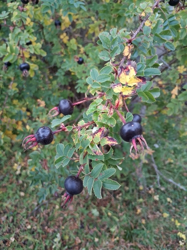 Burnet Rose