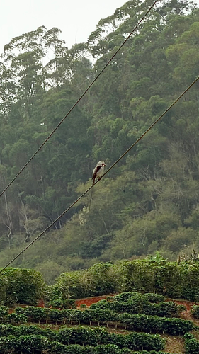 Streamer-tailed Tyrant