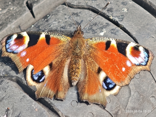 European Peacock Butterfly