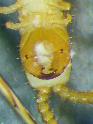 Strigamia carniolensis