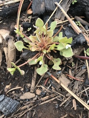 Claytonia rubra