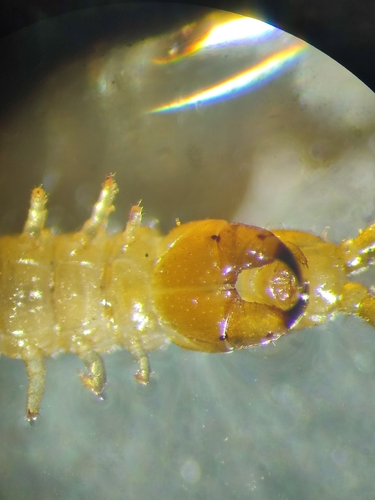 Luminous Centipede