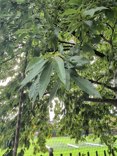 Sweet Chestnut