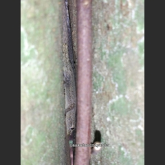 Hemidactylus frenatus