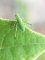 Microcentrum californicum