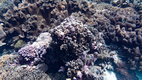 Porites rus observed 2026-10-05