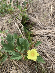 Cienfuegosia drummondii