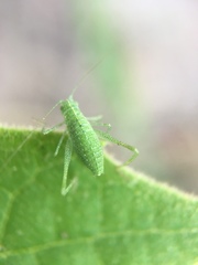 Microcentrum californicum