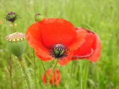 Papaver orientale